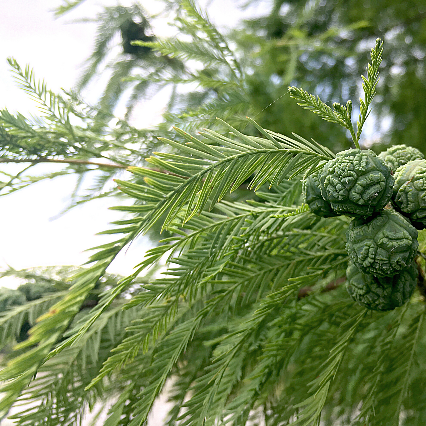 Natural cypress branch used to show the plant source of the essential oil.