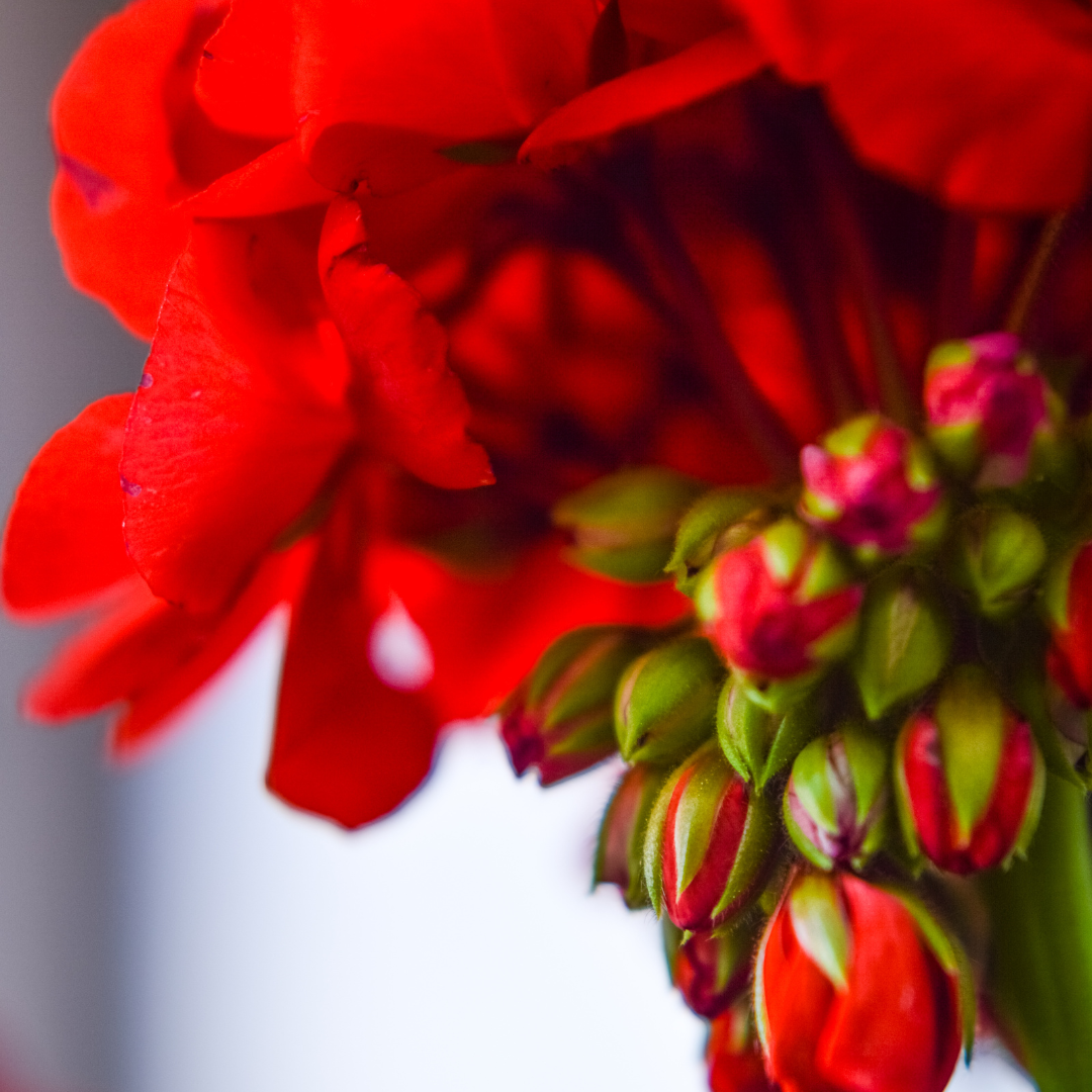 Fresh Geranium plant and flowers, used for extracting our premium Geranium Essential Oil, perfect for professional use and retail.