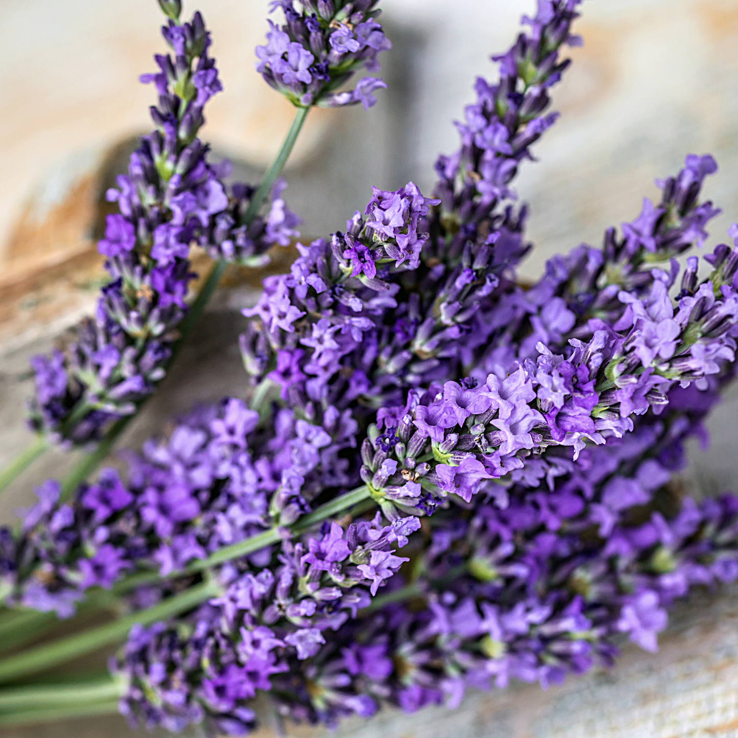 Blooming lavender plant featured in our wholesale essential oil offering.