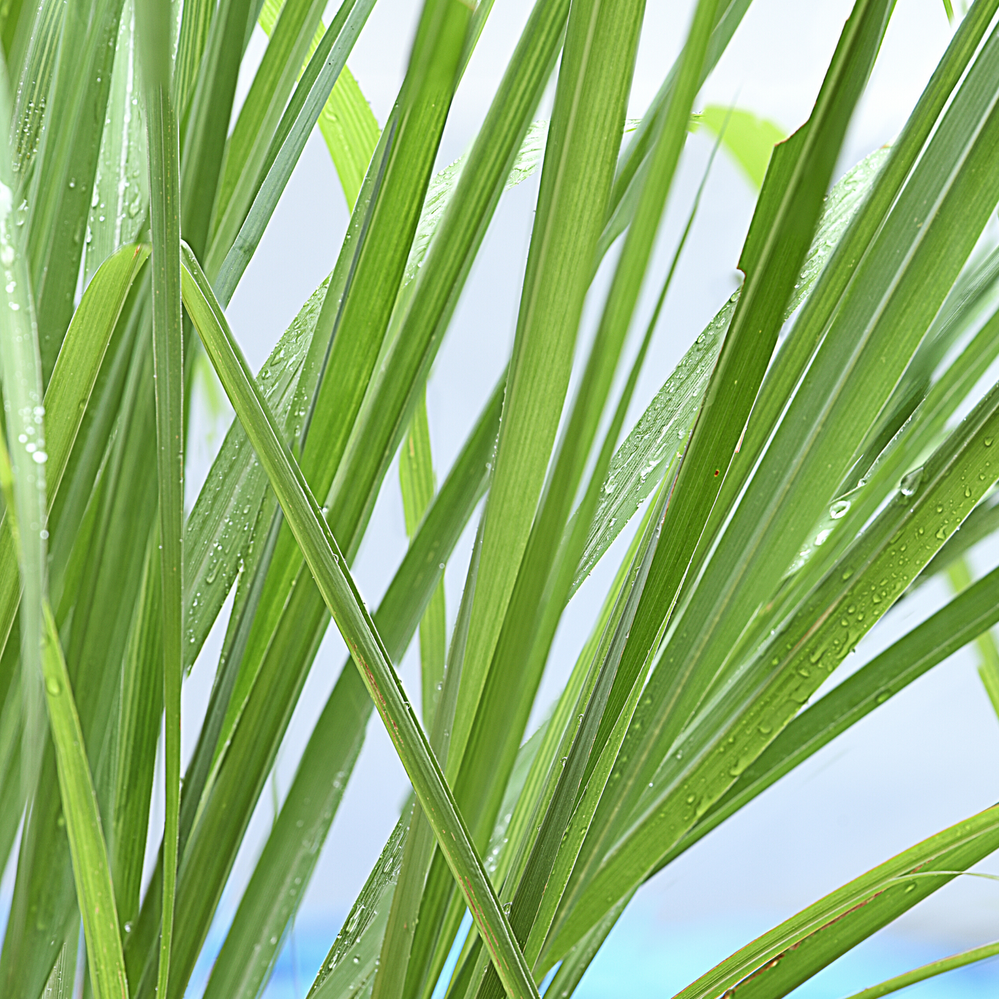 Lemongrass plant blades featured in our wholesale aromatherapy collection.