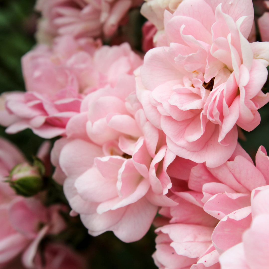 Rose petals in bloom shown for wholesale product reference.
