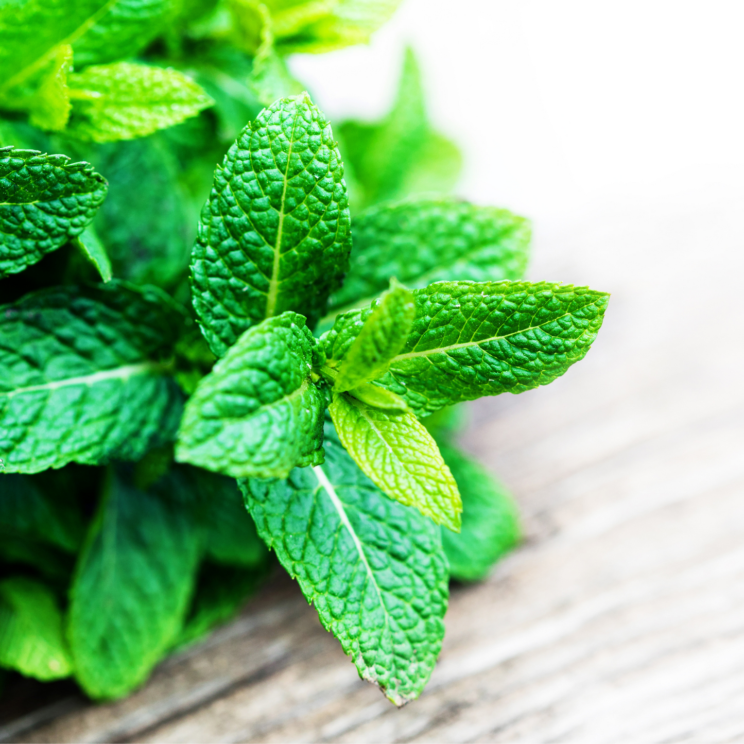 Fresh spearmint plant photographed close-up for wholesale listing.