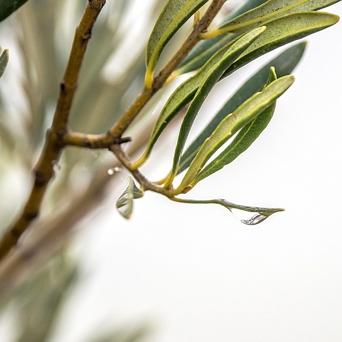 Detailed image of tea tree leaves used for essential oil extraction.