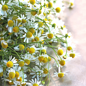 Roman Chamomile