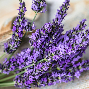 Organic Lavender