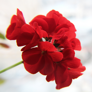 Organic Geranium