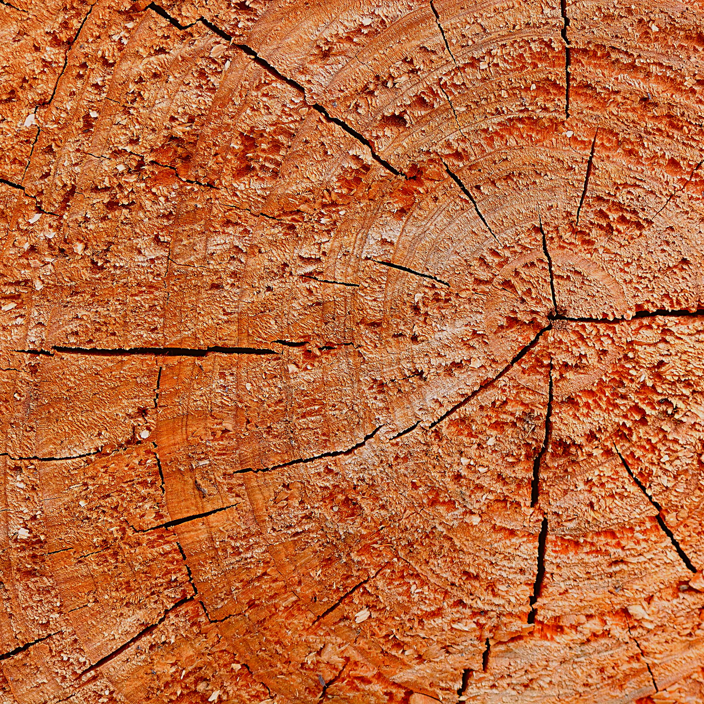 Cedarwood tree – the source of this warm, earthy essential oil.