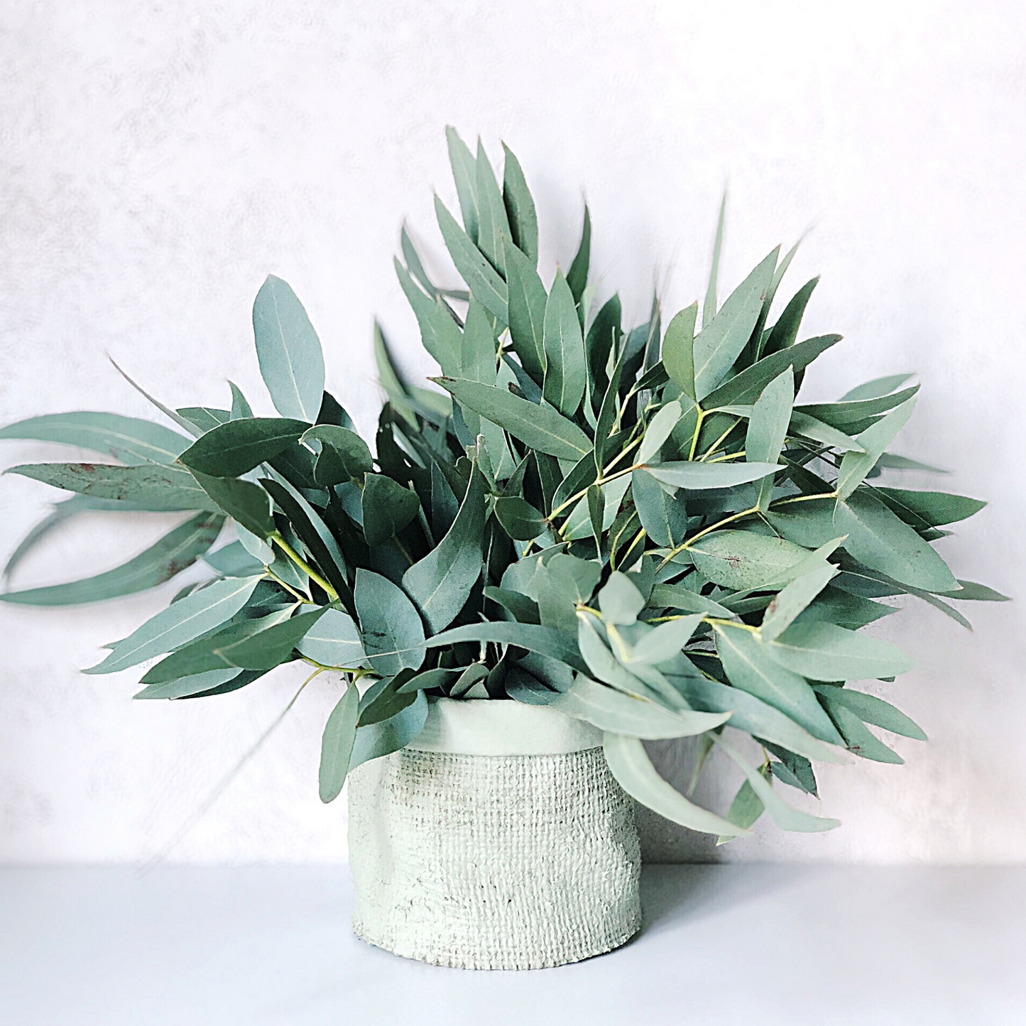 Close-up of eucalyptus leaves, source of the oil’s clearing, purifying aroma.