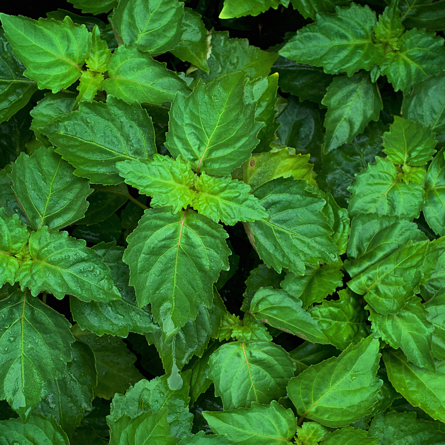 Close-up of green patchouli leaves—the plant behind this rich essential oil.