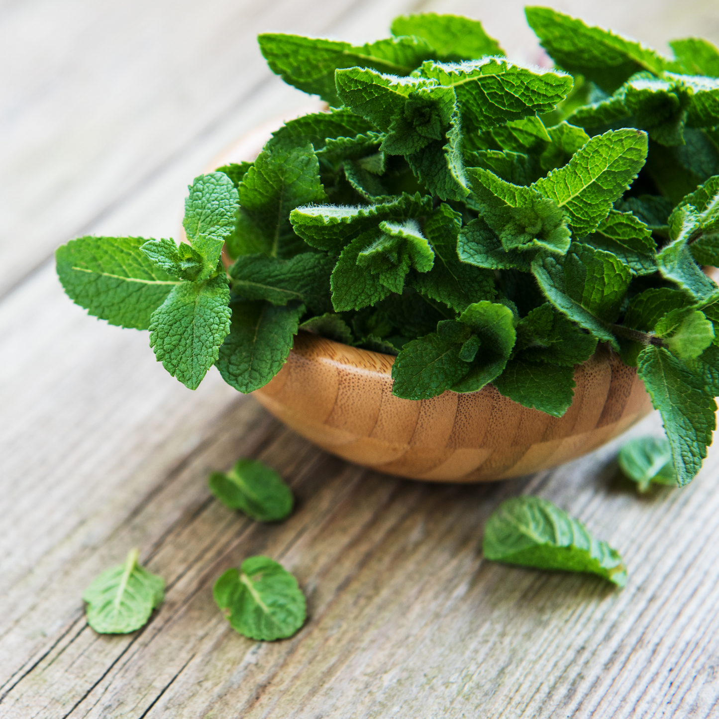 Close-up of peppermint leaves, source of the oil’s clean, energizing aroma.