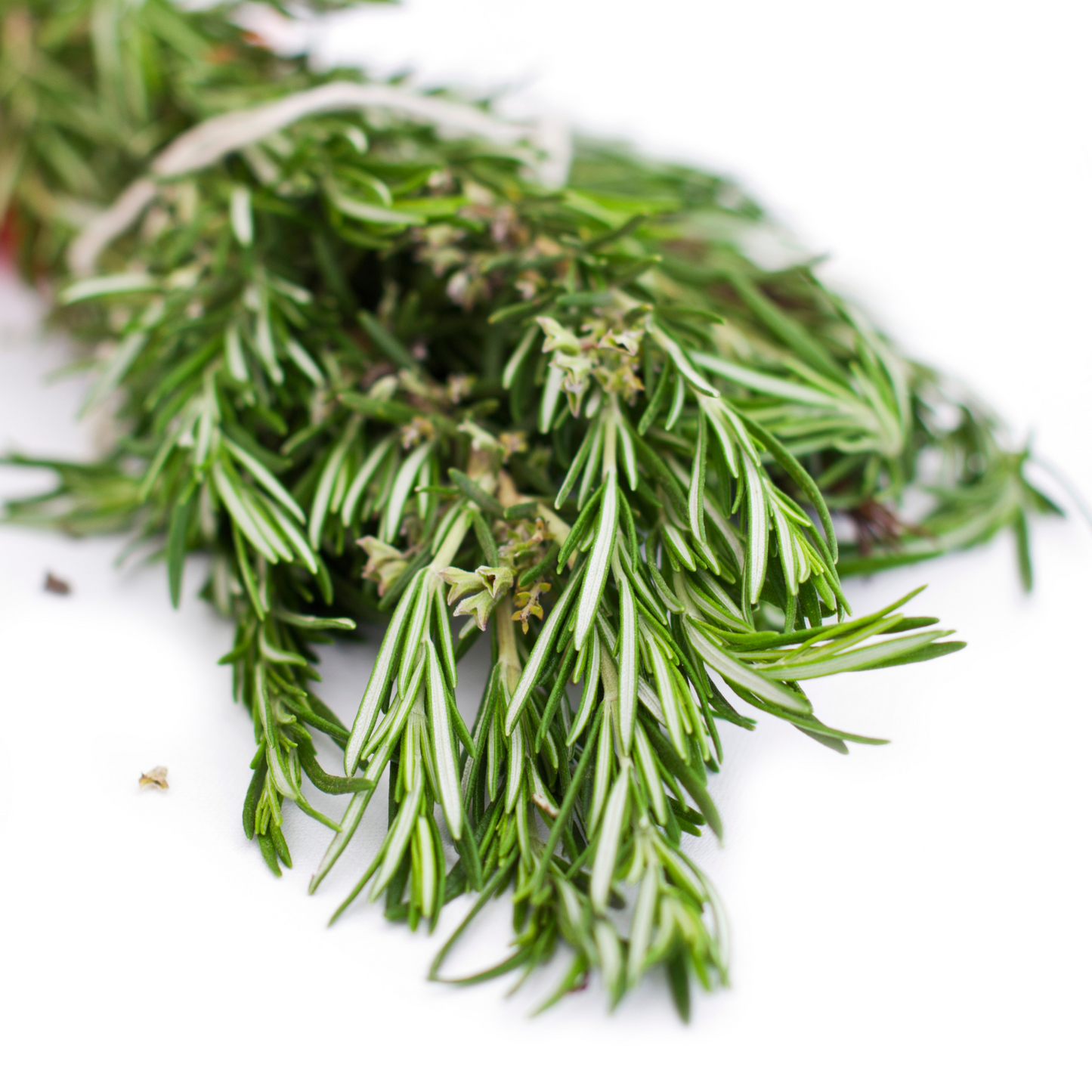 Close-up of vibrant rosemary leaves on the stem.