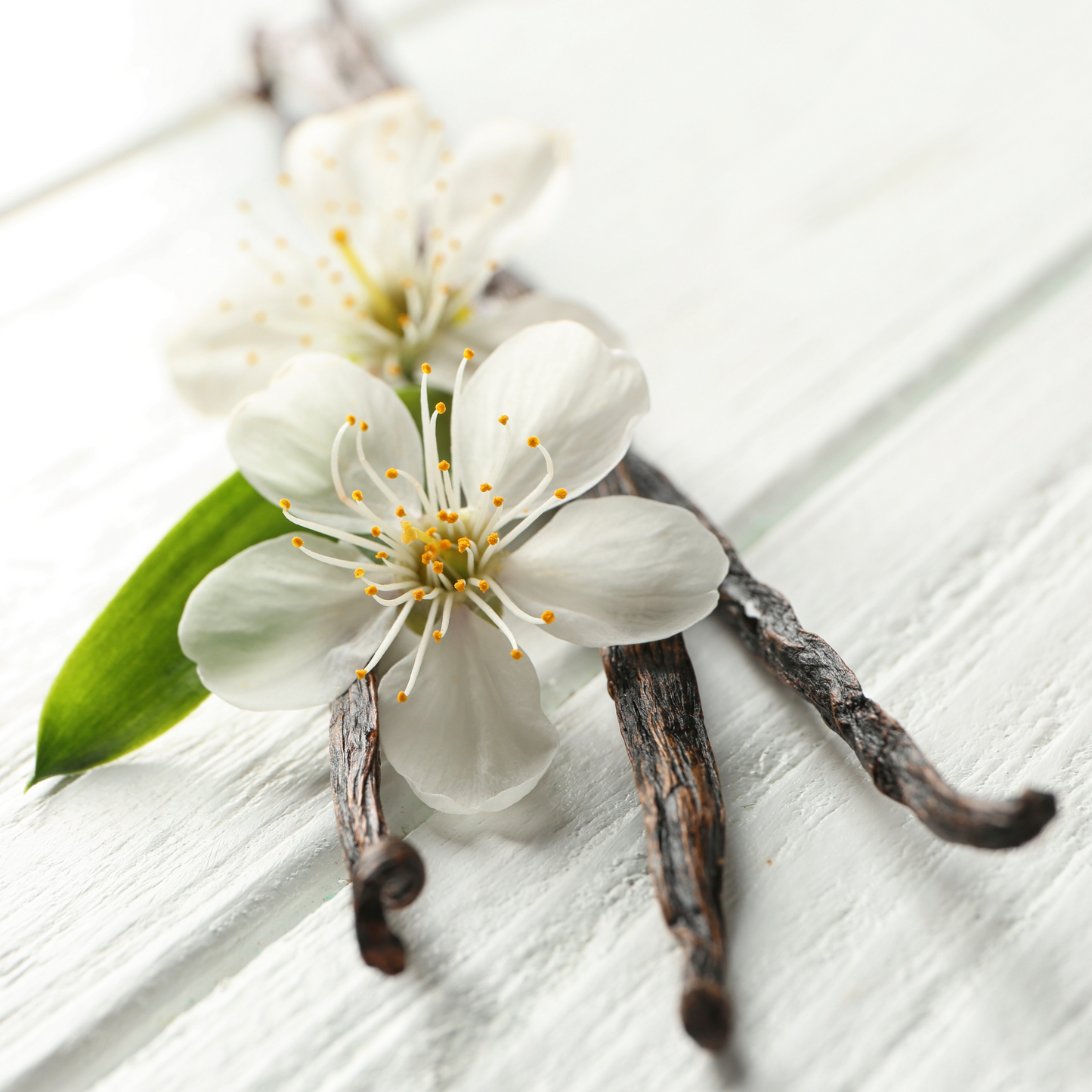 Vanilla bean pods, the natural source of warm, sweet vanilla aroma.
